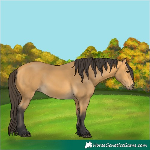 Horse Color:Buckskin 