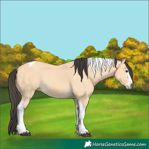 Horse Color:Buckskin Tobiano Rabicano