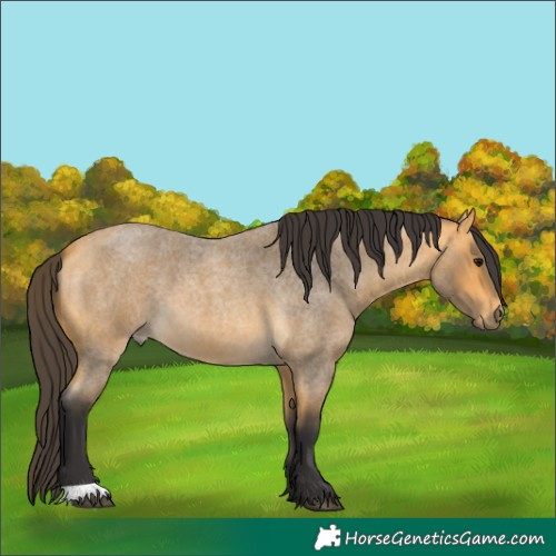 Horse Color:Buckskin Roan 