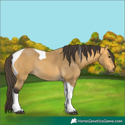 Horse Color:Buckskin Tobiano Rabicano