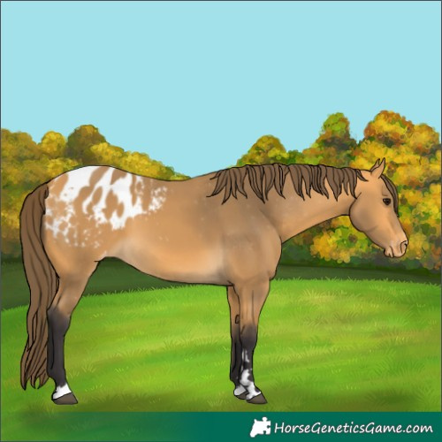 Horse Color:Buckskin Appaloosa 