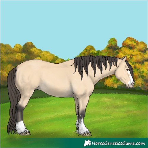 Horse Color:Buckskin