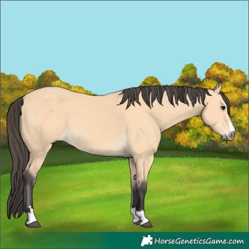 Horse Color:Buckskin