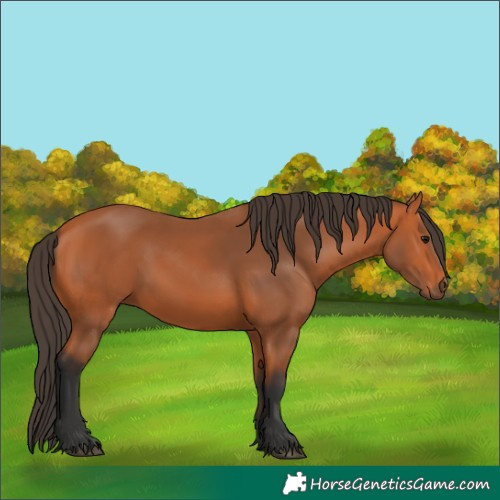 Horse Color:Bay 