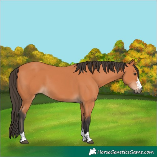 Horse Color:Bay 