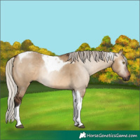 Horse Color:Gray Silver Brown Dun Tobiano Rabicano 