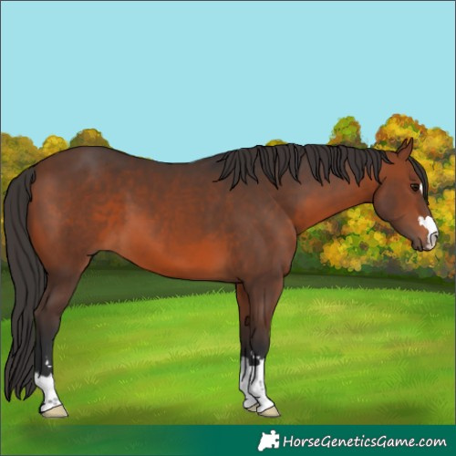 Horse Color:Unknown 