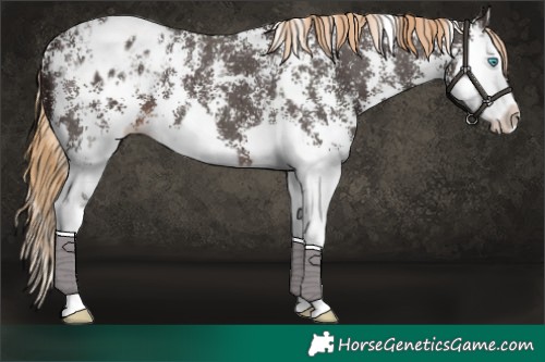 Horse Color:Liver Chestnut Sabino Splash Appaloosa  and Liver Chestnut Sabino Splash Appaloosa 