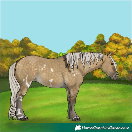 Horse Color:White Spotted Silver Buckskin Dun Varnish 