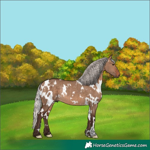 Horse Color:White Spotted Silver Brown Dun Rabicano 