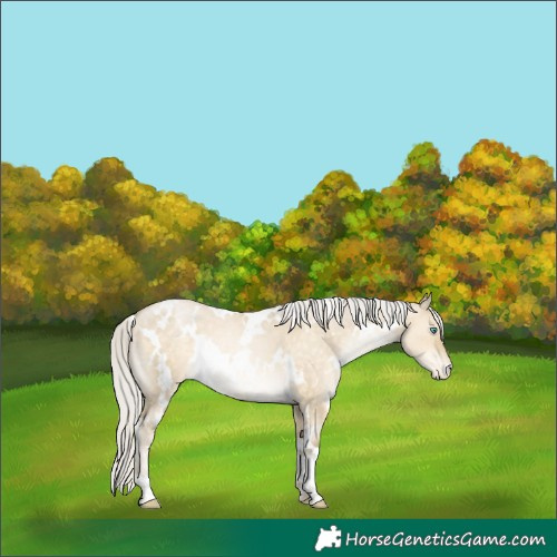 Horse Color:White Spotted Silver Buckskin Pearl Dun Varnish 
