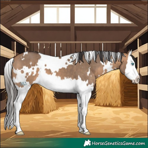 Horse Color:White Spotted Bay Dun Splash 
