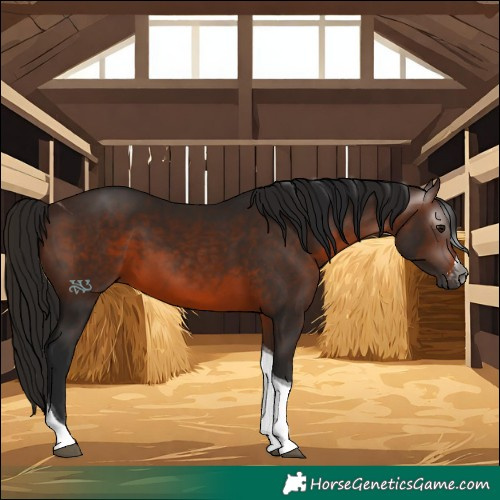 Horse Color:Gray Bay Sabino Tobiano 