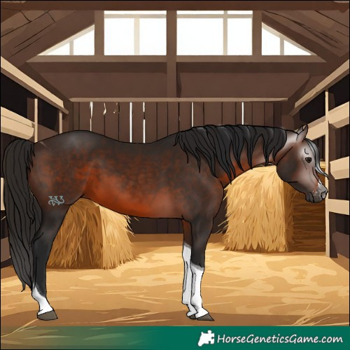 Horse Color:Gray Bay Sabino Tobiano 