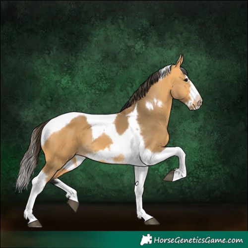 Horse Color:Buckskin Tobiano Frame 