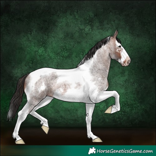 Horse Color:Brown Roan Splash Tobiano Frame 