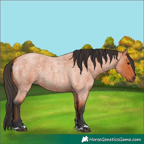 Horse Color:Bay Roan