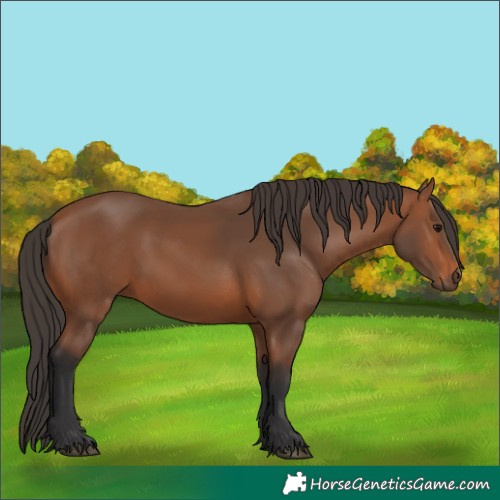 Horse Color:Bay 