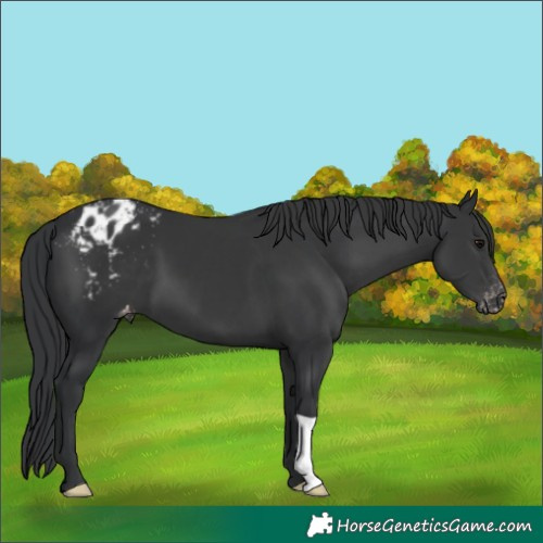 Horse Color:Black Appaloosa