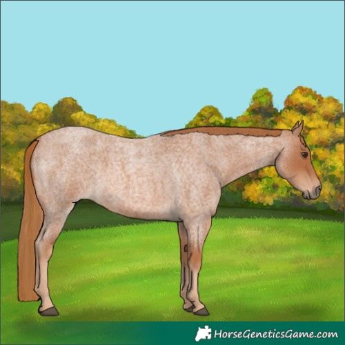Horse Color:Red Roan 