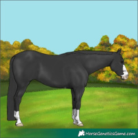 Horse Color:Black 