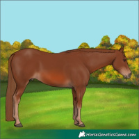 Horse Color:Chestnut 