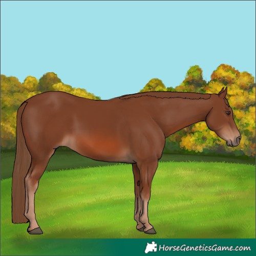 Horse Color:Chestnut 