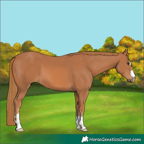Horse Color:Chestnut 