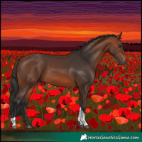 Horse Color:Bay Tobiano 