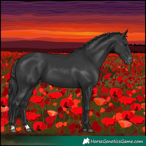 Horse Color:Black Appaloosa 