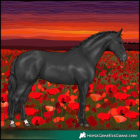 Horse Color:Black Appaloosa