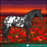 Horse Color:Black Appaloosa