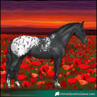 Horse Color:Black Appaloosa