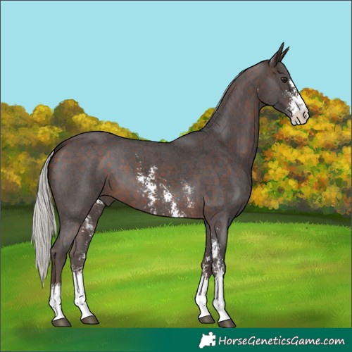 Horse Color:Silver Brown Sabino 