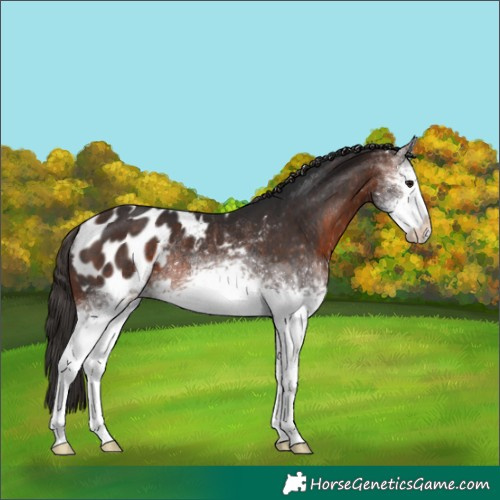 Horse Color:White Spotted Bay Frame Blanket Rabicano 
