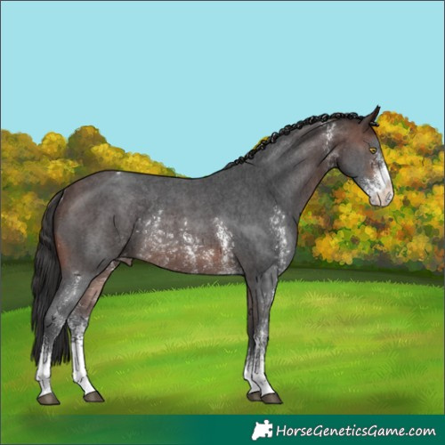 Horse Color:Unknown 