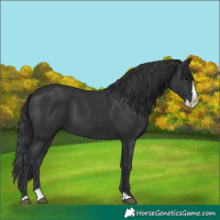 Horse Color:Black Splash 