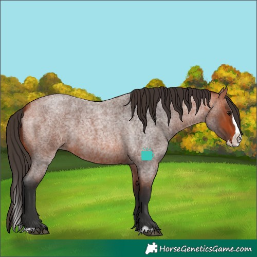 Horse Color:Bay Roan Splash 