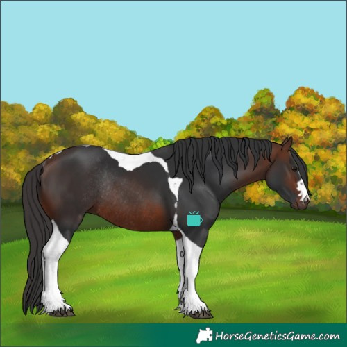 Horse Color:Bay Tobiano Rabicano 