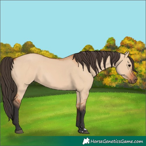 Horse Color:Bay Dun 