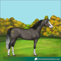 Horse Color:Gray Grullo Splash