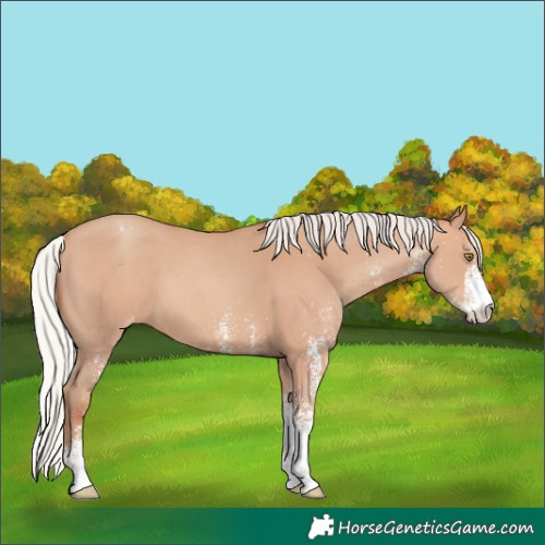 Horse Color:White Spotted Silver Amber Champagne Appaloosa 