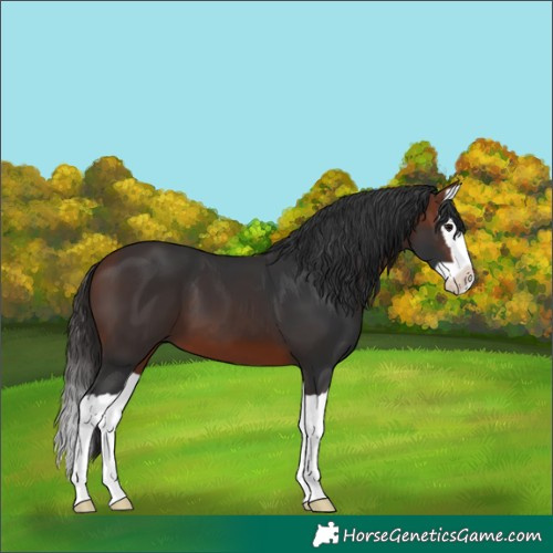 Horse Color:Bay Splash 