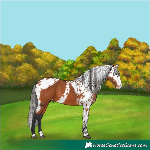 Horse Color:Bay Splash Skewed Appaloosa 