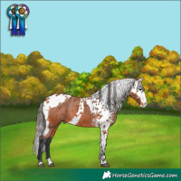 Horse Color:Bay Splash Skewed Appaloosa 