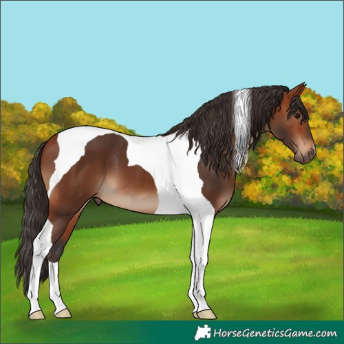 Horse Color:Bay Tobiano 