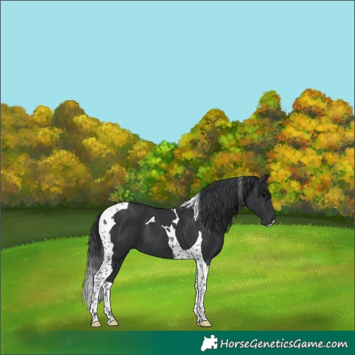 Horse Color:Black Tobiano 