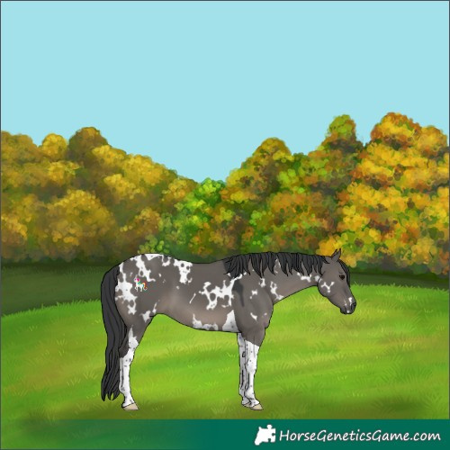 Horse Color:White Spotted Grullo Tobiano 