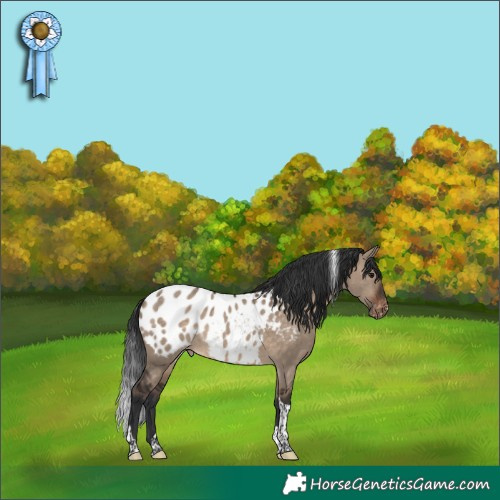 Horse Color:Brown Dun Tobiano Appaloosa Rabicano 