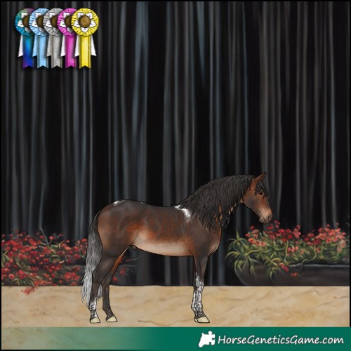 Horse Color:Brown Tobiano 